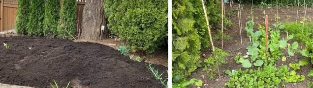Burnaby Vegetable Garden - Unlimited Potential